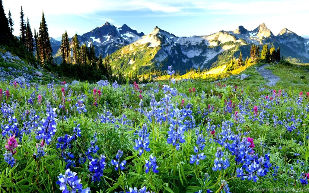 Spring Landscape Wallpapers