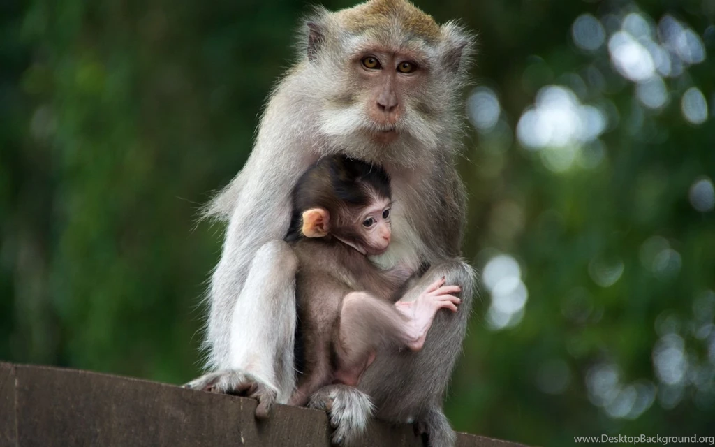 Monkey HD Wallpapers