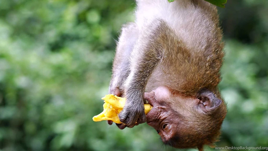 Monkey Hd Desktop Wallpapers.jpg