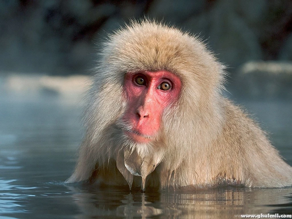 Beautiful Wallpapers: Monkey Hd Wallpapers