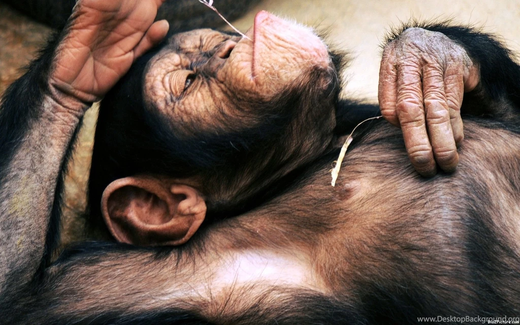 Monkey Photos Funny Wallpapers HD Wide