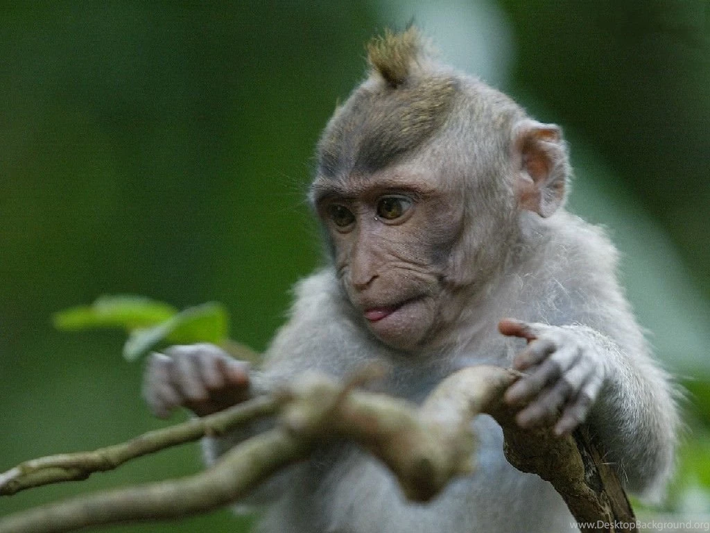 Desktop Wallpapers · Gallery · Animals · Bali Monkey Forest Little ...