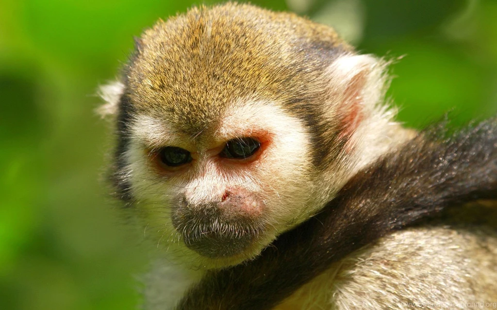 Sad Monkey Wallpapers 27304