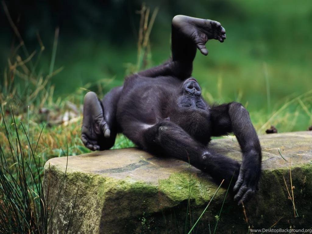 Desktop Wallpapers · Gallery · Animals · Orangutan Baby Monkey ...