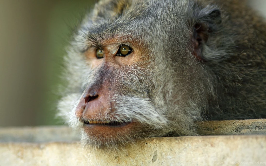 Calm Monkey Desktop Wallpapers 12012