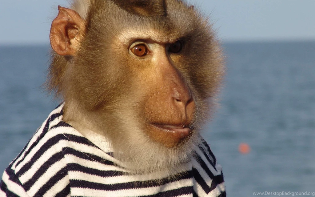 Monkey Head Wallpapers 28785