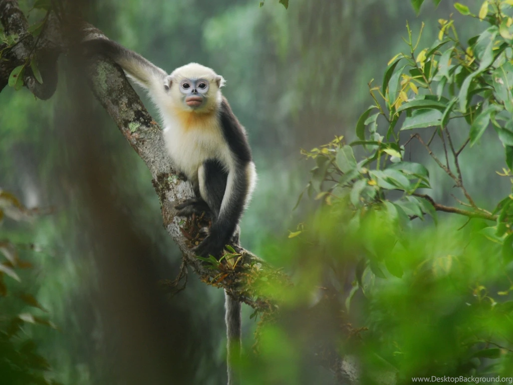 Monkey High Definition HD Quality Desktop Wallpapers