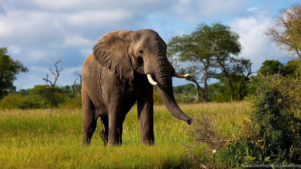 Elephant HD Wallpapers