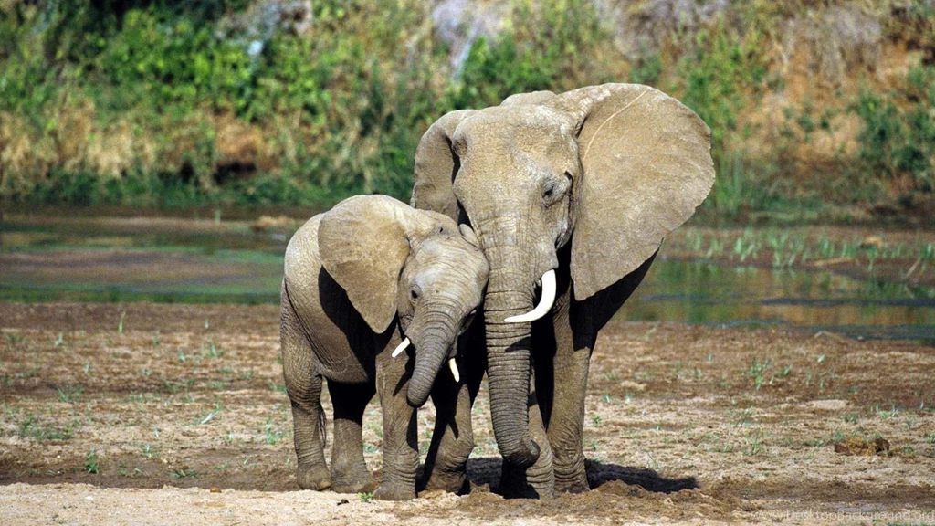 Elephants Wallpapers Wallpapers Cave