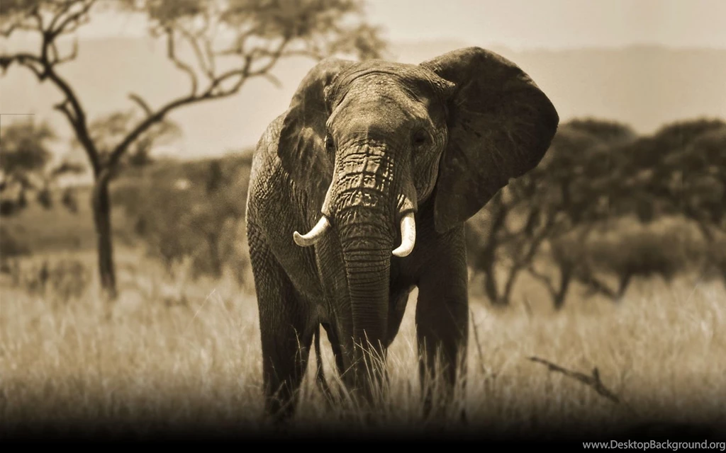 Wild Elephant Big Hd 1080p High Resolutin