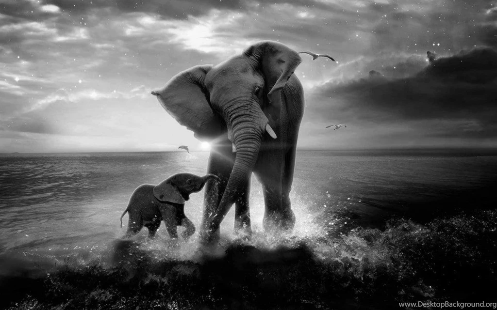 Elephant Wallpapers HD Backgrounds Desktop • IPhones Wallpapers