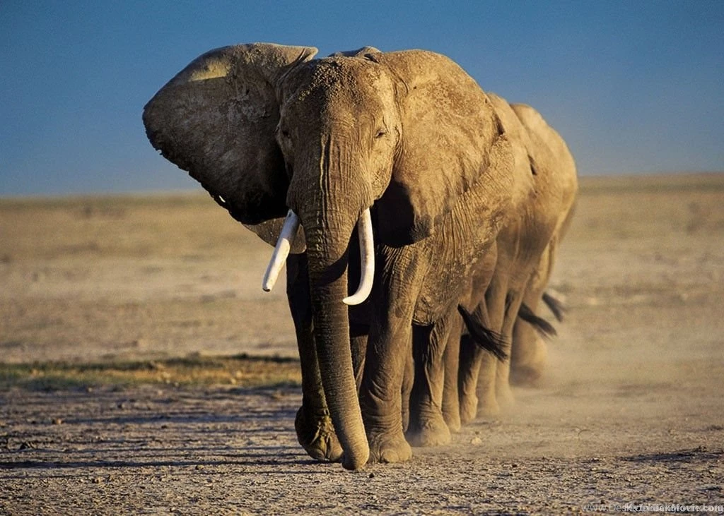 Elephant Hd Wallpapers Pictures 9
