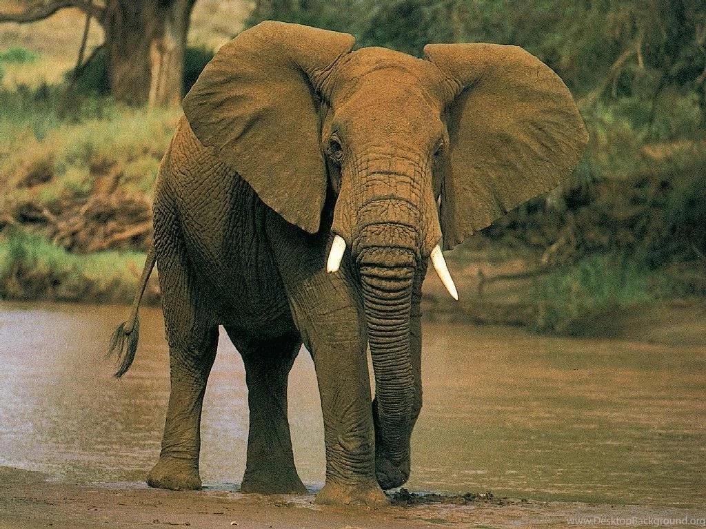 Beautiful Pictures OF Elephant In HD