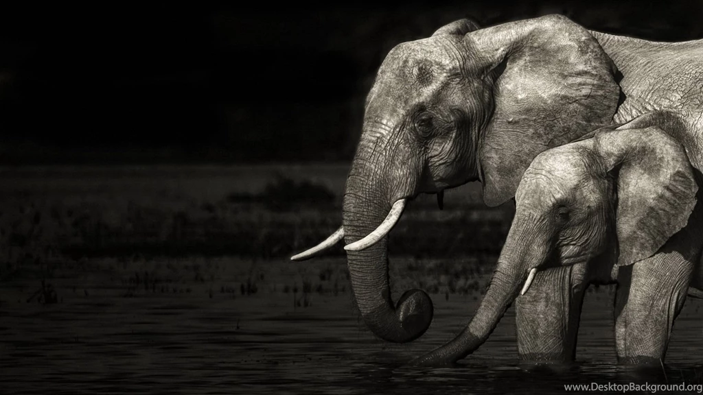 Elephant Wallpapers / 1920x1080