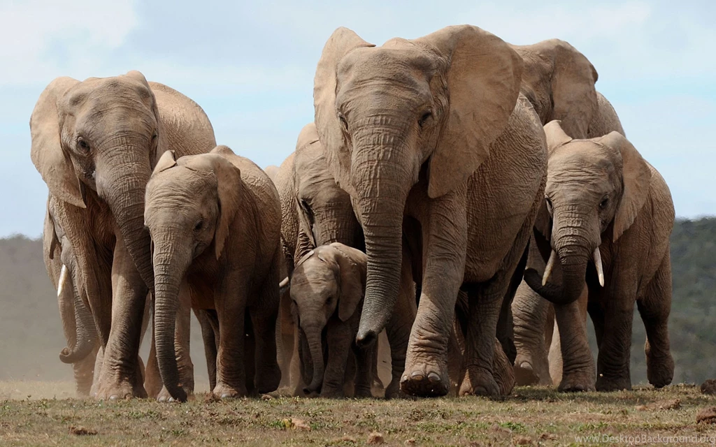 Elephant Wallpapers