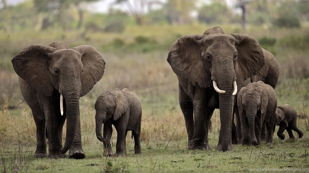 Backgroud HD Elephant Wallpapers Free Download
