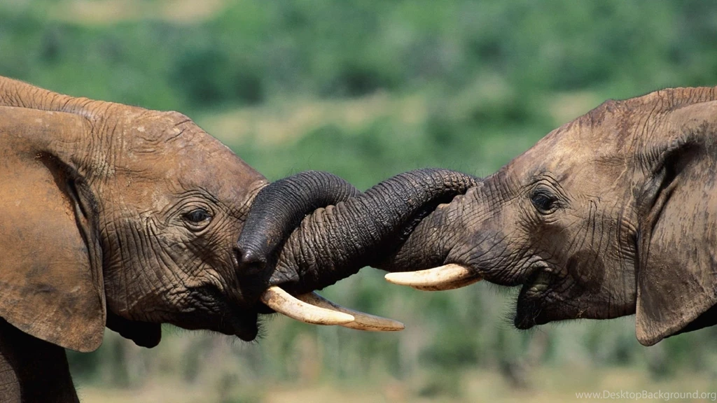 Popular Baby Elephant HD Wallpapers