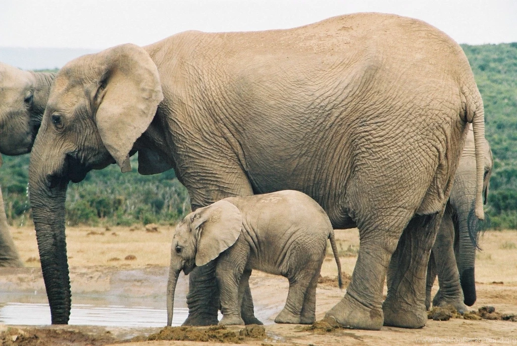 Elephant With Child Baby Pics