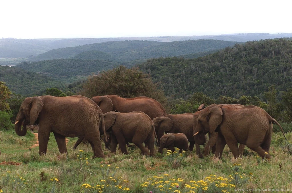 30 Wallpapers Of Elephant Photography