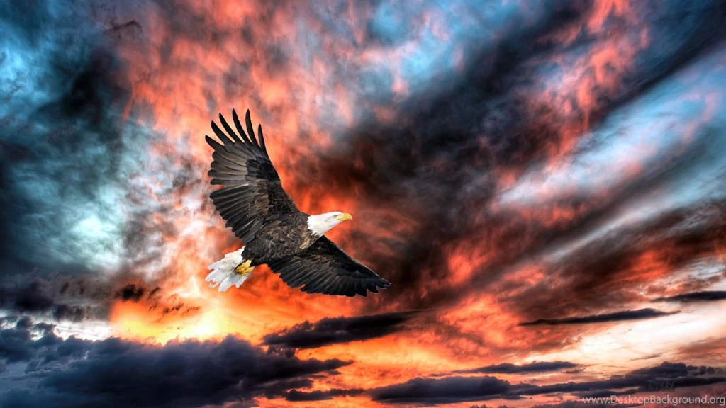 319 Eagle HD Wallpapers