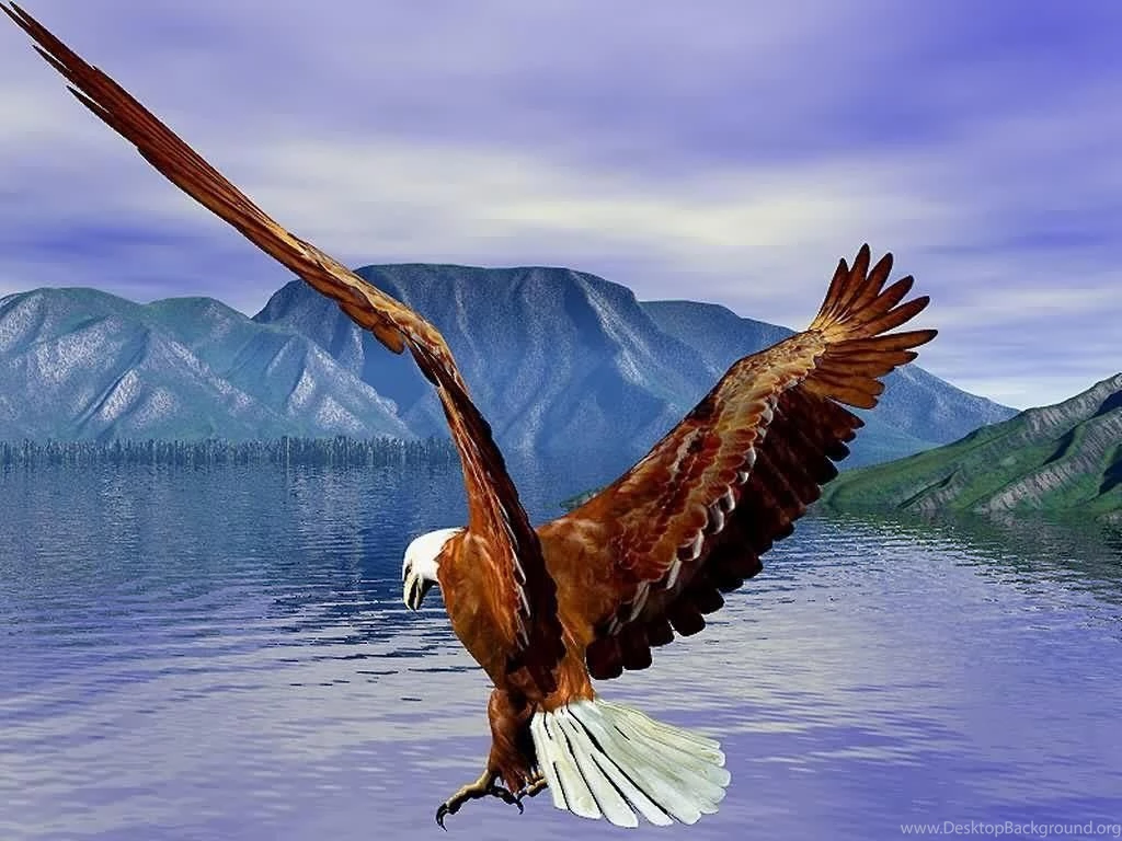 Flying Bald Eagle HD Wallpapers Free Download