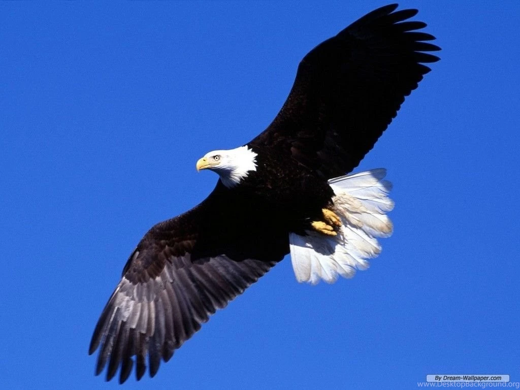 Simple World Wallpaper: Free Eagle Desktop Wallpapers