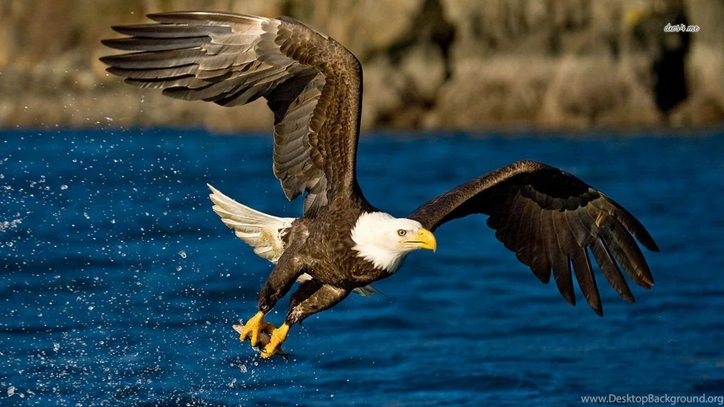 Bald eagle pics to print wallpaper.jpg