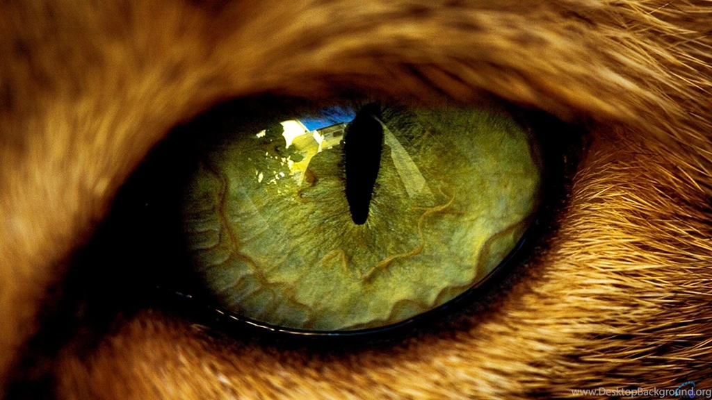 50 Free HD Cat Wallpapers