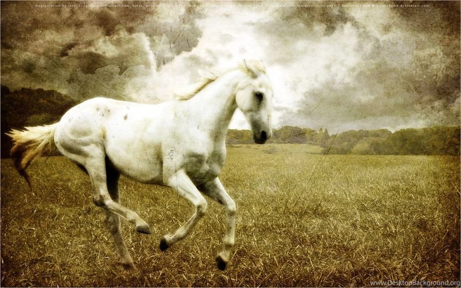 White Horse Wallpapers By Syvallinen On DeviantArt