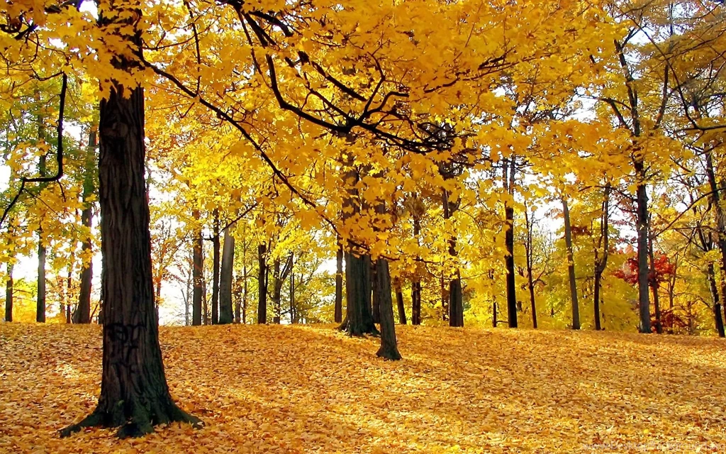Trees Wallpapers