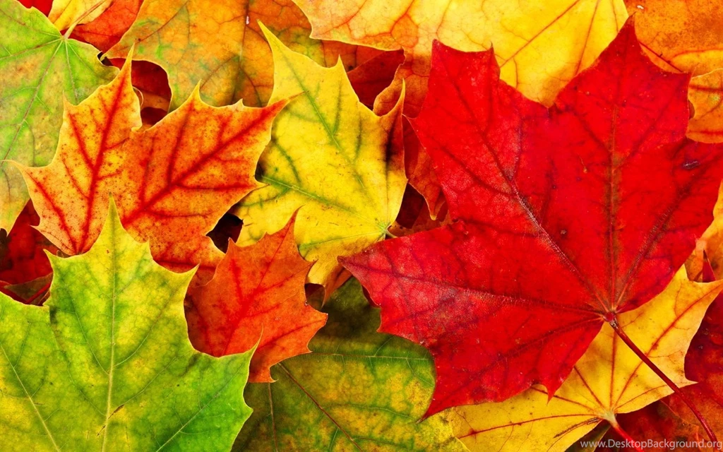 Autumn Leaves Wallpapers Widescreen Wallpaper.