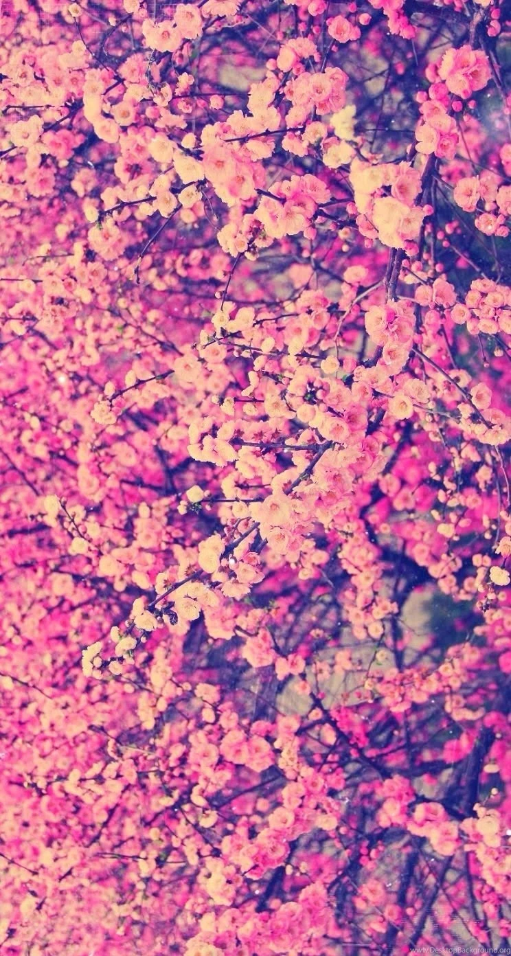 Pink Flowers Wallpapers iPhone 6s • IPhones Wallpapers