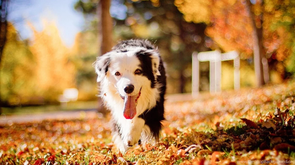 Cute Dog Wallpapers