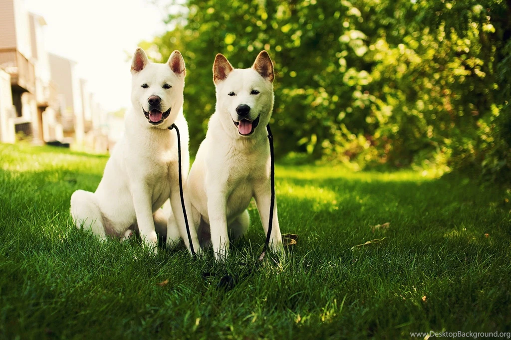 Akita Inu Dog HD Wallpaper, Akita Inu Dog Images, New Wallpapers