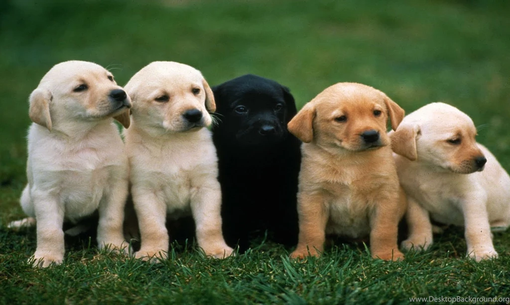 Dog hd wallpaper 0393.jpg