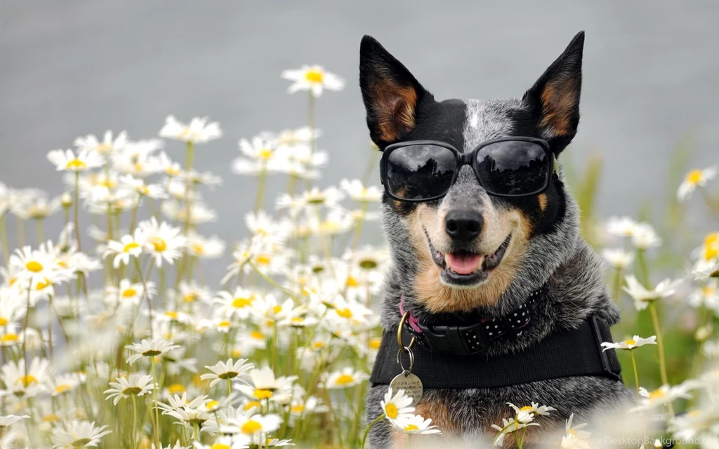 Australian Cattle Dog Desktop Wallpapers And Images, New Wallpapers