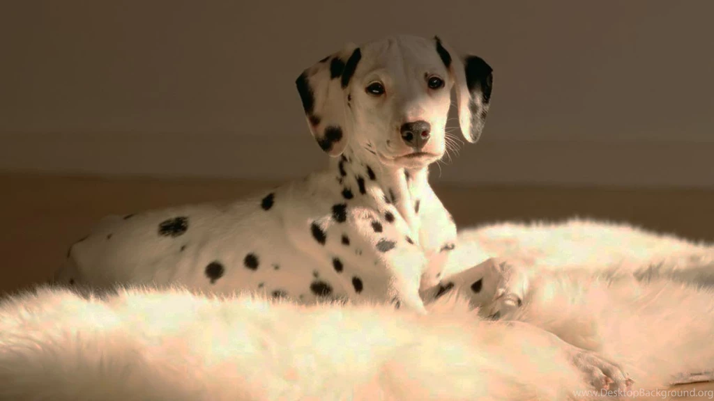 Dalmatian Dog HD Wallpapers