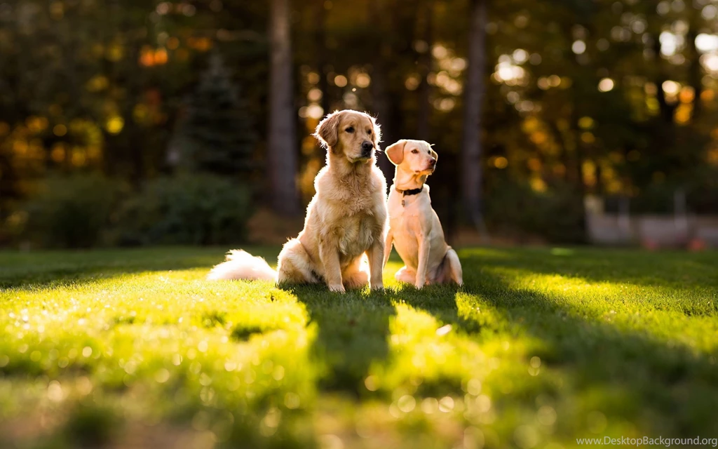 Golden Retriever Dog HD Wallpapers , New Wallpapers, New Wallpapers