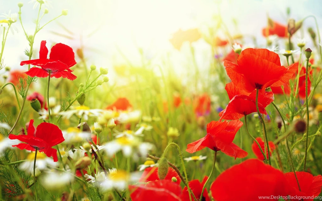 Image Of Flowers In Garden And Wallpapers Download