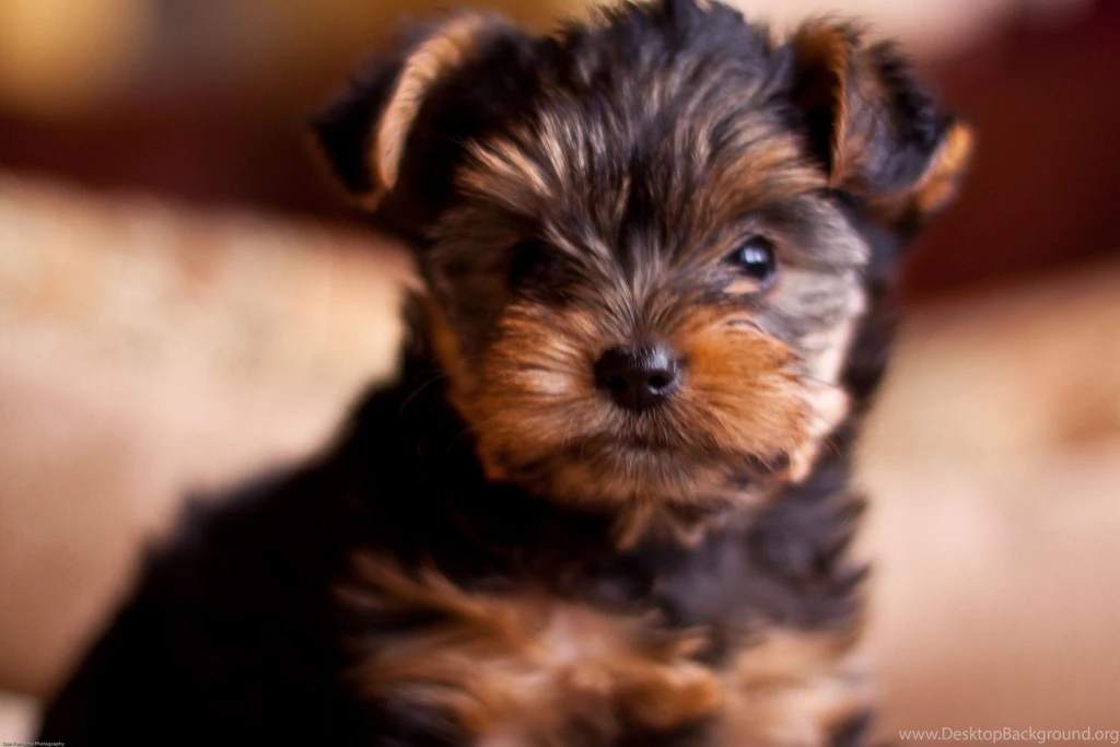 Puppies Wallpapers Widescreen 7 Desktop Backgrounds Hivewallpaper.com