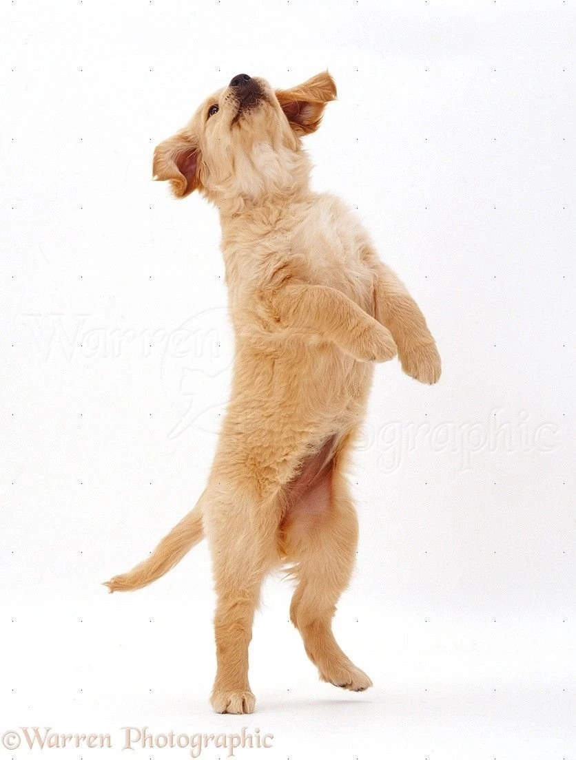 White Backgrounds Puppies Images And Pictures
