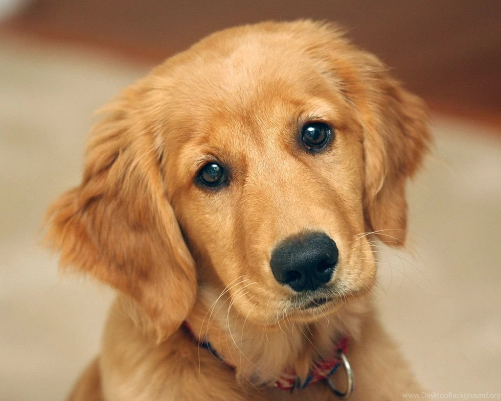 Dogs Cute Golden Retriever Puppy Golden Retriever Dogs Puppy ...