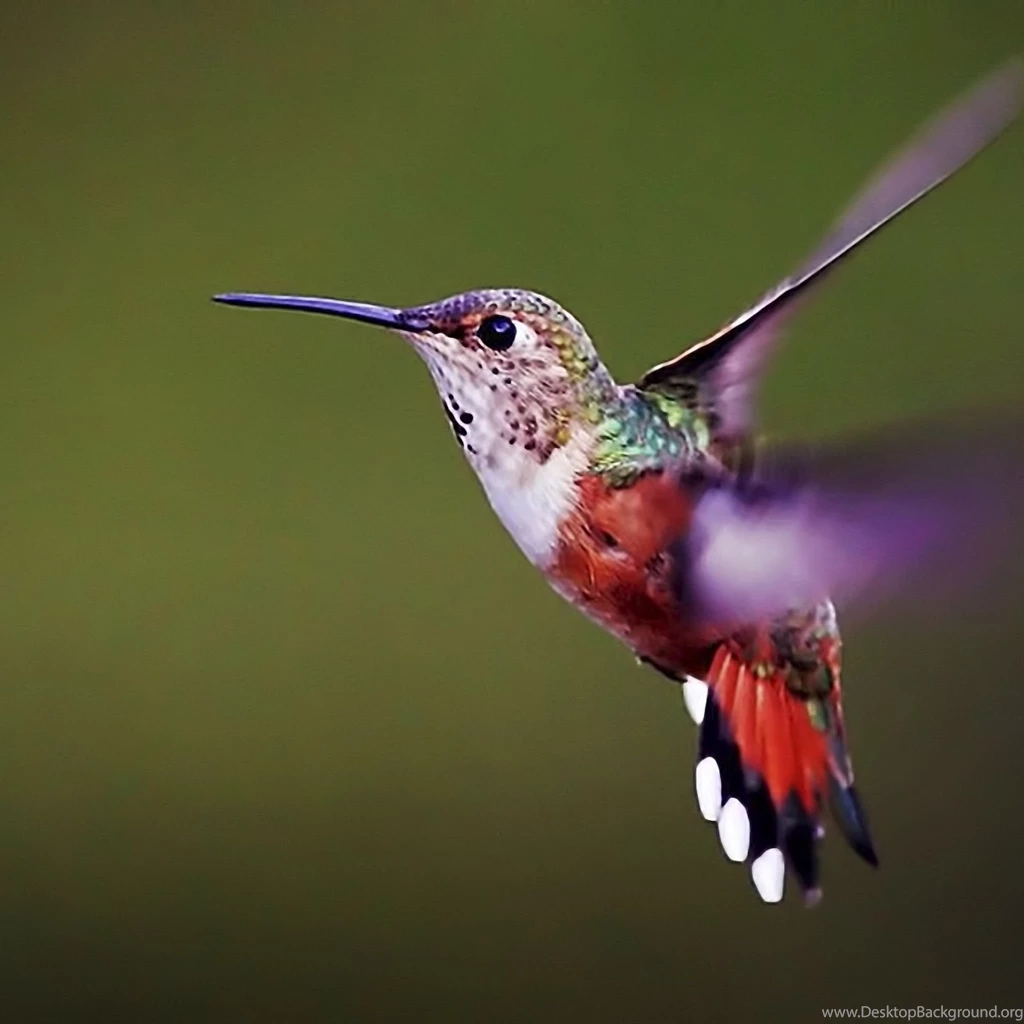 Page 2: New iPad Air, 4, 3, iPad Mini Retina Hummingbird ...