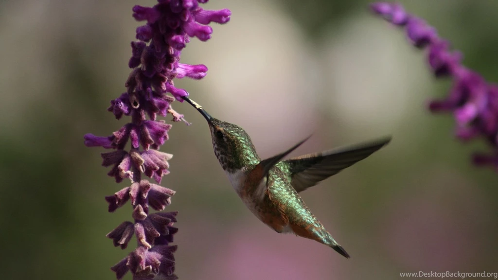 Download Wallpapers 1920x1080 Beautiful, Hummingbird, Bird, Flowers ...