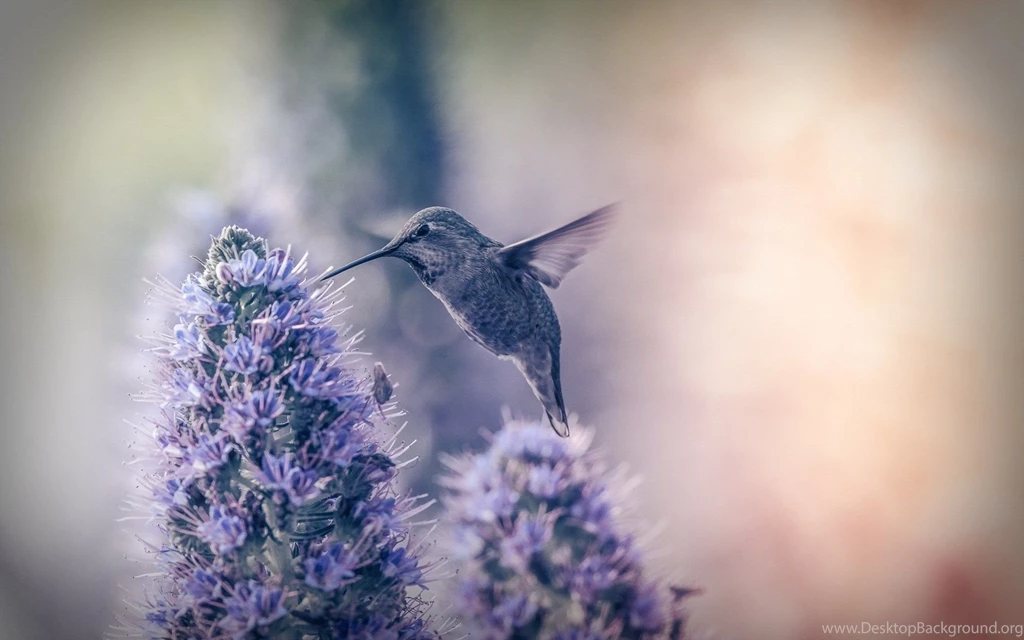 Hummingbird Flowers Garden HD Wallpapers FreeWallsUp
