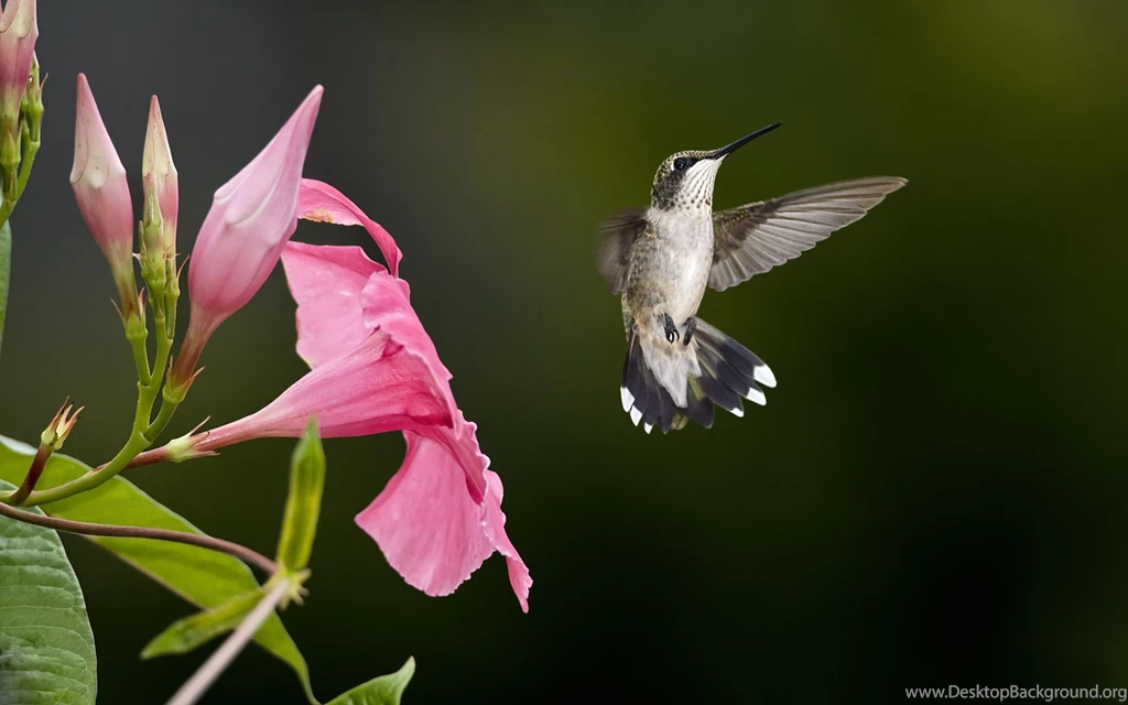 Hummingbird Wallpapers