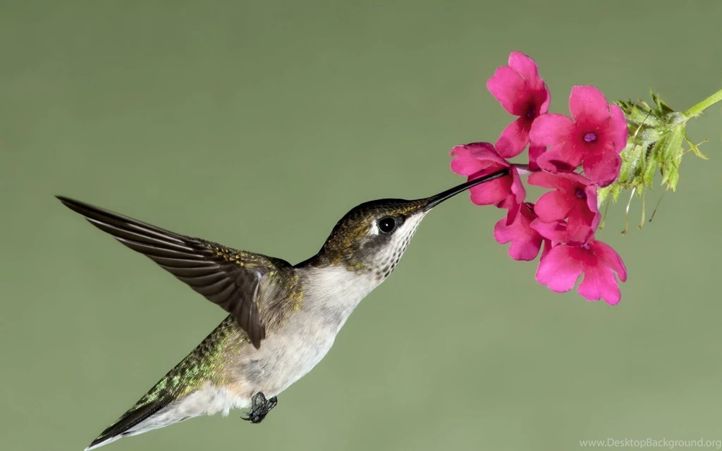 Hummingbird Drawing   Wallpaper.