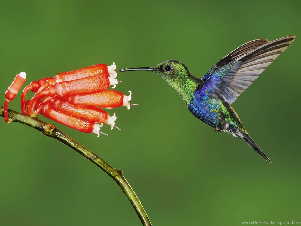 Hummingbirds And Flowers Wallpaper.