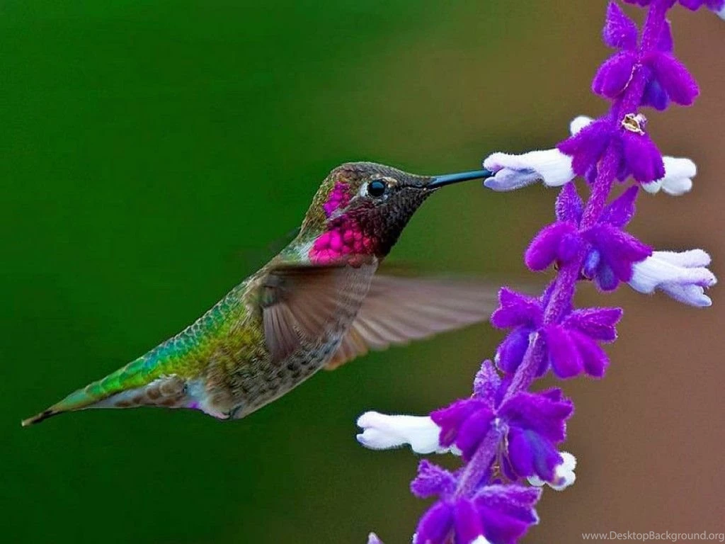 Baby Hummingbird In Nest Wallpaper.