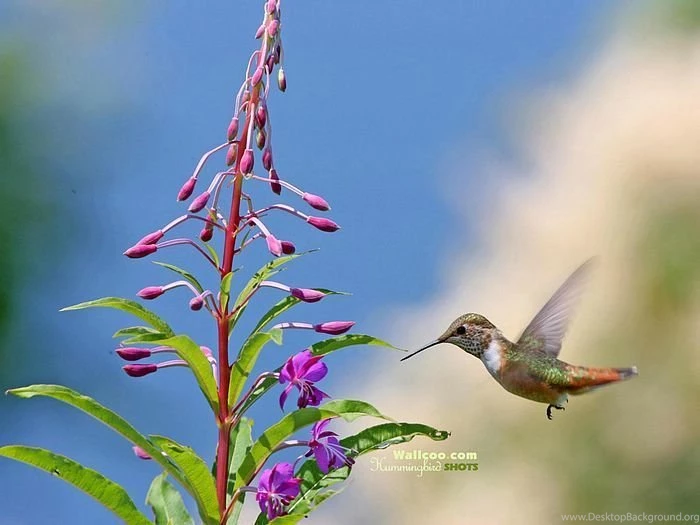 1600*1200 Hummingbirds Photo, World's Smallest Birds 14 Wallcoo.net
